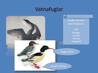 VatnafuglarMeðal annarra vatnafugla eruÁlftBlesgæsGulöndHávellaDuggöndGoggur flaturSundfit milli táa