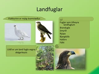 LandfuglarFlokkurinn er mjög ósamstæðurFuglar sem tilheyra landfuglumBranduglaSmyrillRjúpaBjargdúfaHaförnFálki Lítið er um land fugla vegna skógarleysis