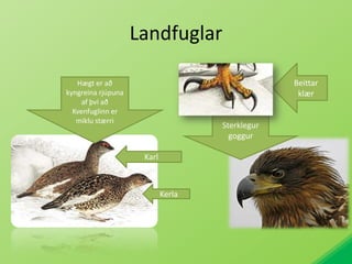 LandfuglarBeittar klærHægt er að kyngreina rjúpuna af því að Kvenfuglinn er miklu stærriSterklegur goggurKarl Kerla
