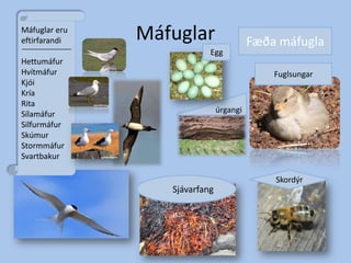 MáfuglarMáfuglar eru eftirfarandiHettumáfur Hvítmáfur Kjói Kría Rita Sílamáfur Silfurmáfur Skúmur Stormmáfur SvartbakurFæða máfuglaEgg FuglsungarúrgangiSkordýr Sjávarfang