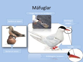 MáfuglarUngar þeirra eru bráðgerirSterklegur goggurKarlinn er stærriSundfitKerlan er minniKrókboginn í endann 