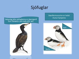 SjófuglarStærðarmunurinn er helsti munur kynjannaSköpulag allra sjófuglanna er dæmigerð fyrir fiskiætur sem kafa eftir æti.KarlKerla