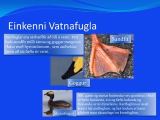 SvartbakurMáffuglar  eru dýraætur sem lifa á sjávarfangi, en einnig skordýrum, úrgandi, fuglsungum, eggjum og fleiru 