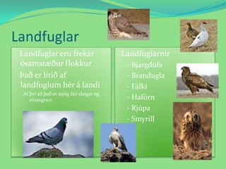 Landfuglar   Landfuglar eru frekar ósamstæður flokkur   Það er lítið af landfuglum hér á landiAf því að það er mjög fáir skógar og einangrun.  Landfuglarnir- Bjargdúfa- Brandugla- Fálki- Haförn- Rjúpa- Smyrill