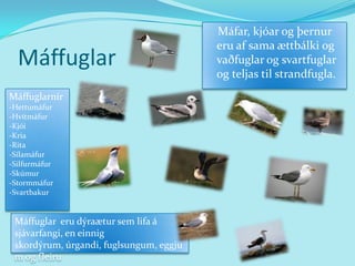Máffuglar    Máfar, kjóar og þernur eru af sama ættbálki og vaðfuglar og svartfuglar og teljas til strandfugla.MáffuglarnirHettumáfur