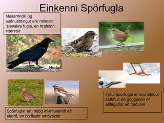 Einkenni SpörfuglaMúsarrindill og auðnutittlingur eru minnstir íslenskra fugla, en hrafninn stærsturMúsarrindillAuðnutittlingurHrafnFótur spörfugla er svonefndur setfótur, en goggurinn er aðlagaður að fæðunniSpörfuglar eru mjög mismunandi að stærð, en þó flestir smávaxnir