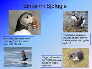 Einkenni Sjófugla Kynjamunur sjófugla er lítill, það er helst einhver stærðarmunur sem greinir kynin aðSköpulag allra fuglanna er dæmigerð fyrir fiskiætur sem kafa eftir æti.Ungar þeirra allra eru ósjálfbjarga og dvelja oft lengi í hreiðrinu