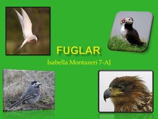 Fuglar Ísabella Montazeri 7-AJ 