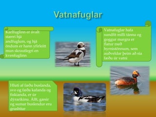 VatnafuglarVatnafuglar hafa sundfit milli tánna og goggur margra er flatur með hyrnistönnum, sem auðveldar þeim að sía fæðu úr vatniKarlfuglinn er ávalt stærri hjá andfuglum, og hjá öndum er hann yfirleitt mun skrautlegri en kvenfuglinnHluti af fæðu buslanda, svo og fæða kafanda og fiskianda, er úr dýraríkinu. Álft, gæsir og sumar buslendur eru grasbítar