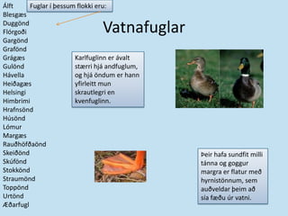 VatnafuglarÁlftBlesgæsDuggöndFlórgoðiGargöndGraföndGrágæsGulöndHávellaHeiðagæsHelsingiHimbrimiHrafnsöndHúsöndLómurMargæsRauðhöfðaöndSkeiðöndSkúföndStokköndStraumöndToppönd UrtöndÆðarfuglFuglar í þessum flokki eru: Karlfuglinn er ávalt stærri hjá andfuglum, og hjá öndum er hann yfirleitt mun skrautlegri en kvenfuglinn.Þeir hafa sundfit milli tánna og goggur margra er flatur með hyrnistönnum, sem auðveldar þeim að sía fæðu úr vatni.