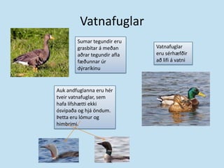 VatnafuglarSumar tegundir eru grasbítar á meðan aðrar tegundir afla fæðunnar úr dýraríkinuVatnafuglar eru sérhæfðir að lifi á vatniAuk andfuglanna eru hér tveir vatnafuglar, sem hafa lífshætti ekki ósvipaða og hjá öndum. Þetta eru lómur og himbrimi.