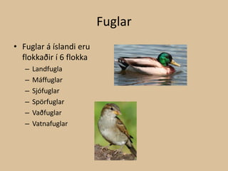 Fuglar Fuglar á íslandi eru flokkaðir í 6 flokkaLandfuglaMáffuglarSjófuglarSpörfuglarVaðfuglarVatnafuglar