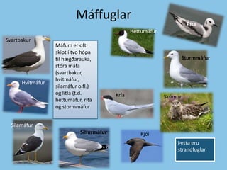  MáffuglarRitaHettumáfurSvartbakurMáfum er oft skipt í tvo hópa til hægðarauka, stóra máfa (svartbakur, hvítmáfur, sílamáfur o.fl.) og litla (t.d. hettumáfur, rita og stormmáfurStormmáfurHvítmáfurKríaSkúmurSílamáfurSilfurmáfurKjóiÞetta eru strandfuglar