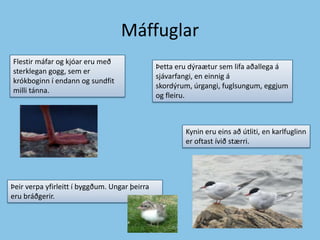 MáffuglarFlestir máfar og kjóar eru með sterklegan gogg, sem er krókboginn í endann og sundfit milli tánna.Þetta eru dýraætur sem lifa aðallega á sjávarfangi, en einnig á skordýrum, úrgangi, fuglsungum, eggjum og fleiru.Kynin eru eins að útliti, en karlfuglinn er oftast ívið stærri.Þeir verpa yfirleitt í byggðum. Ungar þeirra eru bráðgerir.