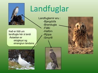 LandfuglarLandfuglarnir eru :Bjargdúfa