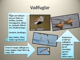 VaðfuglarFuglar sem tilheyra þessum flokki eruHeiðlóa, Sandlóa, Hrossagaukur, Jaðrakan, Lóuþræll, Óðinshami, Rauðbrystingur, Sanderla, Sendlingur, Spói, Stelkur, Tildur, Tjaldur og ÞórshaniKynjamunur er lítill hjá vaðfuglum karlfuglinn er þó oft skrautlegri og kven- fuglinn aðeins stærriEinkenni margra vaðfugla eru langur goggur, langir fætur og langur háls