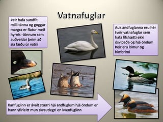 VatnafuglarÞeir hafa sundfit milli tánna og goggur margra er flatur með hyrnis -tönnum sem auðveldar þeim að sía fæðu úr vatniAuk andfuglanna eru hér tveir vatnafuglar sem hafa lífshætti ekki ósvipaða og hjá öndum Þeir eru lómur og himbrimiKarlfuglinn er ávalt stærri hjá andfuglum hjá öndum er hann yfirleitt mun skrautlegri en kvenfuglinn 