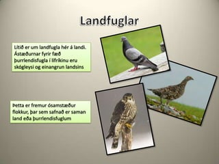 LandfuglarLítið er um landfugla hér á landi. Ástæðurnar fyrir fæð þurrlendisfugla í lífríkinu eru skógleysi og einangrun landsinsÞetta er fremur ósamstæður flokkur, þar sem safnað er saman land eða þurrlendisfuglum