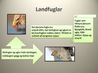 LandfuglarFuglar sem tilheyra þessum flokki eru:Bjargdúfa, Brandugla, FálkiHaförn, Rjúpa og SmyrillKyn þessara fugla eru svipuð útlits, hjá ránfuglum og uglum er þó kvenfuglinn nokkru stærri. Yfirleitt er auðvelt að kyngreina rjúpurRánfuglar og uglur hafa sterklegan,krókboginn gogg og beittar klær