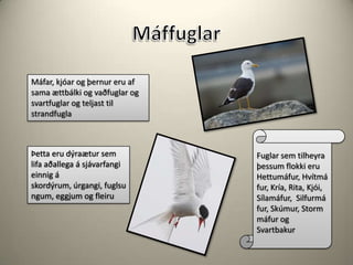 MáffuglarMáfar, kjóar og þernur eru af sama ættbálki og vaðfuglar og svartfuglar og teljast til strandfuglaFuglar sem tilheyra þessum flokki eru Hettumáfur, Hvítmáfur, Kría, Rita, Kjói, Sílamáfur,  Silfurmáfur, Skúmur, Stormmáfur og Svartbakur  Þetta eru dýraætur sem lifa aðallega á sjávarfangi einnig á skordýrum, úrgangi, fuglsungum, eggjum og fleiru