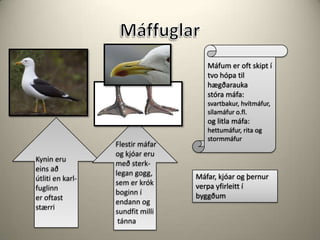 MáffuglarMáfum er oft skipt í tvo hópa til hægðarauka stóra máfa:svartbakur, hvítmáfur, sílamáfur o.fl. og litla máfa:hettumáfur, rita og stormmáfurFlestir máfar og kjóar eru með sterk-legan gogg,sem er krókboginn í endann og sundfit milli tánnaKynin eru eins að útliti en karl-fuglinner oftast stærriMáfar, kjóar og þernur verpa yfirleitt í byggðum