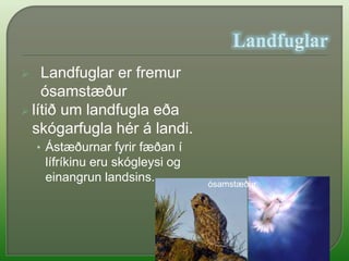 LandfuglarLandfuglar er fremur ósamstæður