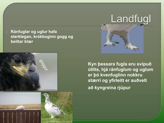 LandfuglarÞessar tegundir tilheyra landfuglumBjargdúfaBranduglaFálkiHaförnRjúpaSmyrill