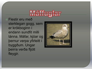 MáffuglarÞetta eru dýraætur sem lifa aðallega á sjávarfangi, en einnig á skordýrum, úrgangi, fuglsungum, eggjum og fleiru.teljast til strandfugla