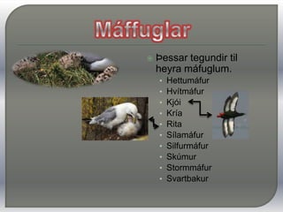 MáffuglarKynin eru eins að útliti, en karlfuglinn er oftast ívið stærri. Máfum er oft skipt í tvo hópa til hægðarauka, stóra máfa (svartbakur, hvítmáfur, sílamáfur o.fl.)  litla (t.d. hettumáfur, rita og stormmáfur). 