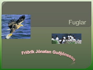 Fuglar Friðrik Jónatan Guðjónsson 