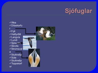 SjófuglarSpörfuglar eru langstærsti ættbálkur fugla. Það eru þó aðeins níu tegundir spörfugla sem verpa hér á landi. Ástæðan er einangrun landsins, skógleysi og vætusöm veðrátta