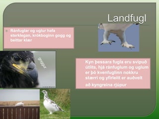 LandfuglarÞessar tegundir tilheyra landfuglumBjargdúfaBranduglaFálkiHaförnRjúpaSmyrill