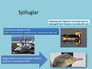 SjófuglarSköpulag allra fuglanna nema pípunasa er dæmigerð fyrir fiskiætur sem kafa eftir ætiKynjamunur sjófugla er lítill, það er helst einhver stærðarmunur sem greinir kynin að.Goggur skarfa, sumra svartfugla, fiskianda og brúsa er og svipaður útlits