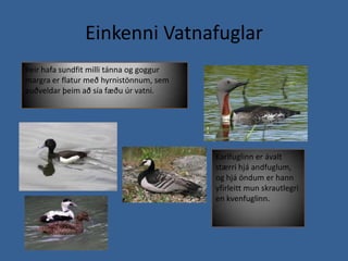 Einkenni VatnafuglarÞeir hafa sundfit milli tánna og goggur margra er flatur með hyrnistönnum, sem auðveldar þeim að sía fæðu úr vatni.Karlfuglinn er ávalt stærri hjá andfuglum, og hjá öndum er hann yfirleitt mun skrautlegri en kvenfuglinn. 