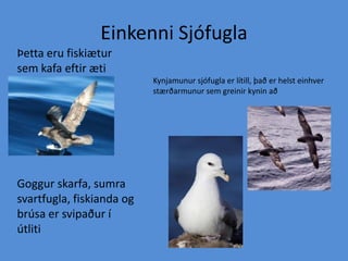 Einkenni SjófuglaÞetta eru fiskiætur sem kafa eftir ætiKynjamunur sjófugla er lítill, það er helst einhver stærðarmunur sem greinir kynin aðGoggur skarfa, sumra svartfugla, fiskianda og brúsa er svipaður í útliti