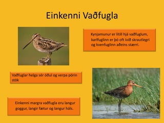 Einkenni VaðfuglaKynjamunur er lítill hjá vaðfuglum, karlfuglinn er þó oft ívið skrautlegri og kvenfuglinn aðeins stærri.Vaðfuglar helga sér óðul og verpa pörin stökEinkenni margra vaðfugla eru langur goggur, langir fætur og langur háls.