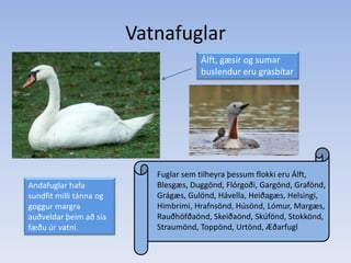 VatnafuglarÁlft, gæsir og sumar buslendur eru grasbítarFuglar sem tilheyra þessum flokki eru Álft, Blesgæs, Duggönd, Flórgoði, Gargönd, Grafönd, Grágæs, Gulönd, Hávella, Heiðagæs, Helsingi, Himbrimi, Hrafnsönd, Húsönd, Lómur, Margæs, Rauðhöfðaönd, Skeiðaönd, Skúfönd, Stokkönd, Straumönd, Toppönd, Urtönd, ÆðarfuglAndafuglar hafa sundfit milli tánna og goggur margra auðveldar þeim að sía fæðu úr vatni.