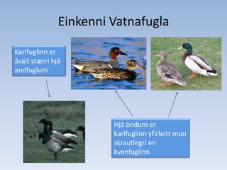 Einkenni VatnafuglaKarlfuglinn er ávalt stærri hjá andfuglumHjá öndum er karlfuglinn yfirleitt mun skrautlegri en kvenfuglinn