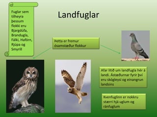 LandfuglarFuglar sem tilheyra þessum flokki eru Bjargdúfa, Brandugla, Fálki, Haförn, Rjúpa og SmyrillÞetta er fremur ósamstæður flokkurAfar lítið um landfugla hér á landi. Ástæðurnar fyrir því eru skógleysi og einangrun landsinsKvenfuglinn er nokkru stærri hjá uglum og ránfuglum