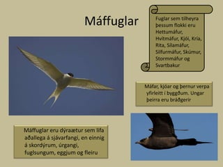 MáffuglarFuglar sem tilheyra þessum flokki eru Hettumáfur, Hvítmáfur, Kjói, Kría, Rita, Sílamáfur, Silfurmáfur, Skúmur, Stormmáfur og Svartbakur     Máfar, kjóar og þernur verpa yfirleitt í byggðum. Ungar þeirra eru bráðgerirMáffuglar eru dýraætur sem lifa aðallega á sjávarfangi, en einnig á skordýrum, úrgangi, fuglsungum, eggjum og fleiru