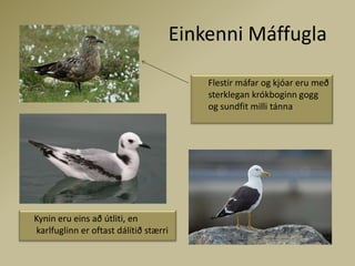 Einkenni Máffugla      Flestir máfar og kjóar eru með sterklegan krókboginn gogg og sundfit milli tánna     Kynin eru eins að útliti, en karlfuglinn er oftast dálítið stærri
