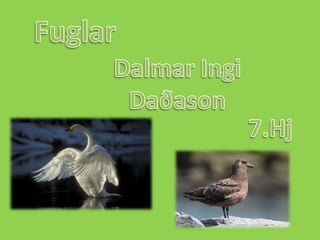 Fuglar Dalmar Ingi Daðason 7.Hj 
