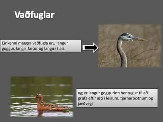 VaðfuglarEinkenni margra vaðfugla eru langur goggur, langir fætur og langur háls.og er langur goggurinn hentugur til að grafa eftir æti í leirum, tjarnarbotnum og jarðvegi