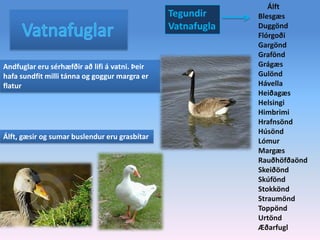      ÁlftBlesgæsDuggöndFlórgoðiGargöndGraföndGrágæsGulöndHávellaHeiðagæsHelsingiHimbrimiHrafnsöndHúsöndLómurMargæsRauðhöfðaöndSkeiðöndSkúföndStokköndStraumöndToppöndUrtöndÆðarfuglTegundir Vatnafugla  VatnafuglarAndfuglar eru sérhæfðir að lifi á vatni. Þeir hafa sundfit milli tánna og goggur margra er flaturÁlft, gæsir og sumar buslendur eru grasbítar