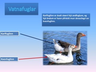   VatnafuglarKarlfuglinn er ávalt stærri hjá andfuglum, og hjá öndum er hann yfirleitt mun skrautlegri en kvenfuglinn. KarlfuglinnKvenfuglinn