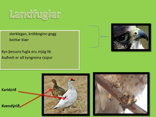 Landfuglarsterklegan, krókboginn gogg  beittar klærKyn þessara fugla eru mjög líkAuðvelt er að kyngreina rjúpurKarldýriðKvendýrið