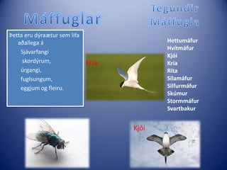 Tegundir MáffuglaMáffuglarÞetta eru dýraætur sem lifa aðallega áSjávarfangi skordýrum, úrgangi, fuglsungum, eggjum og fleiru.HettumáfurHvítmáfurKjóiKríaRitaSílamáfurSilfurmáfurSkúmurStormmáfurSvartbakurKríaKjói
