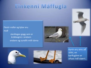 Einkenni MáffuglaFlestir máfar og kjóar eru með    sterklegan gogg sem er krókboginn í endann   endann og sundfit milli tánnaKynin eru eins að útliti, en karlfuglinn er oftast ívið stærri. 