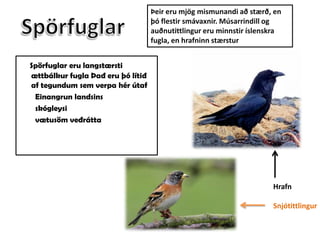 Þeir eru mjög mismunandi að stærð, en þó flestir smávaxnir. Músarrindill og auðnutittlingur eru minnstir íslenskra fugla, en hrafninn stærsturSpörfuglarSpörfuglar eru langstærsti ættbálkur fugla Það eru þó lítið af tegundum sem verpa hér útaf  Einangrun landsins skógleysi  vætusöm veðráttaHrafnSnjótittlingur