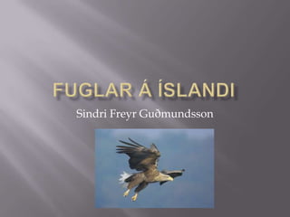 Fuglar á Íslandi Sindri Freyr Guðmundsson 